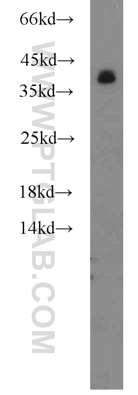 Western Blot (WB) analysis of HepG2 cells using hnRNP-E1 Polyclonal antibody (14523-1-AP)