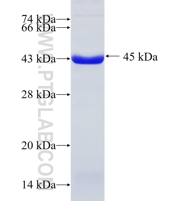 hnRNP-E1 fusion protein Ag6007 SDS-PAGE