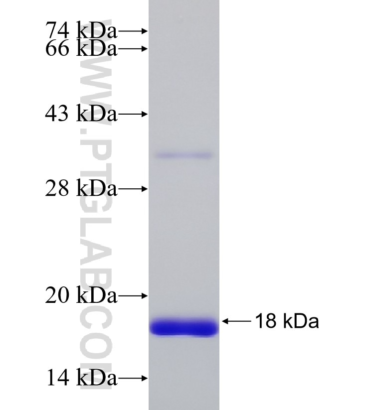 hspX (acr) fusion protein Ag33722 SDS-PAGE