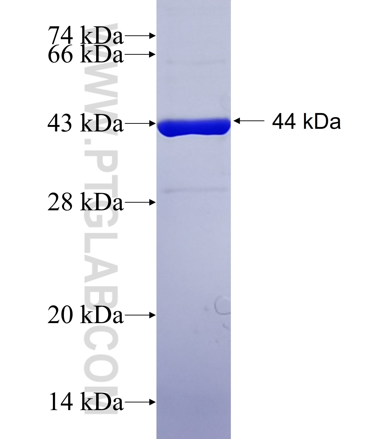 hspX (acr) fusion protein Ag40759 SDS-PAGE