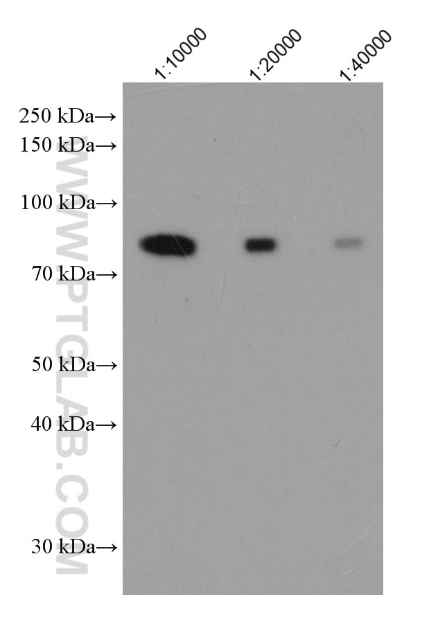 Western Blot (WB) analysis of various lysates using HRP-conjugated human IgM Monoclonal antibody (HRP-66484)