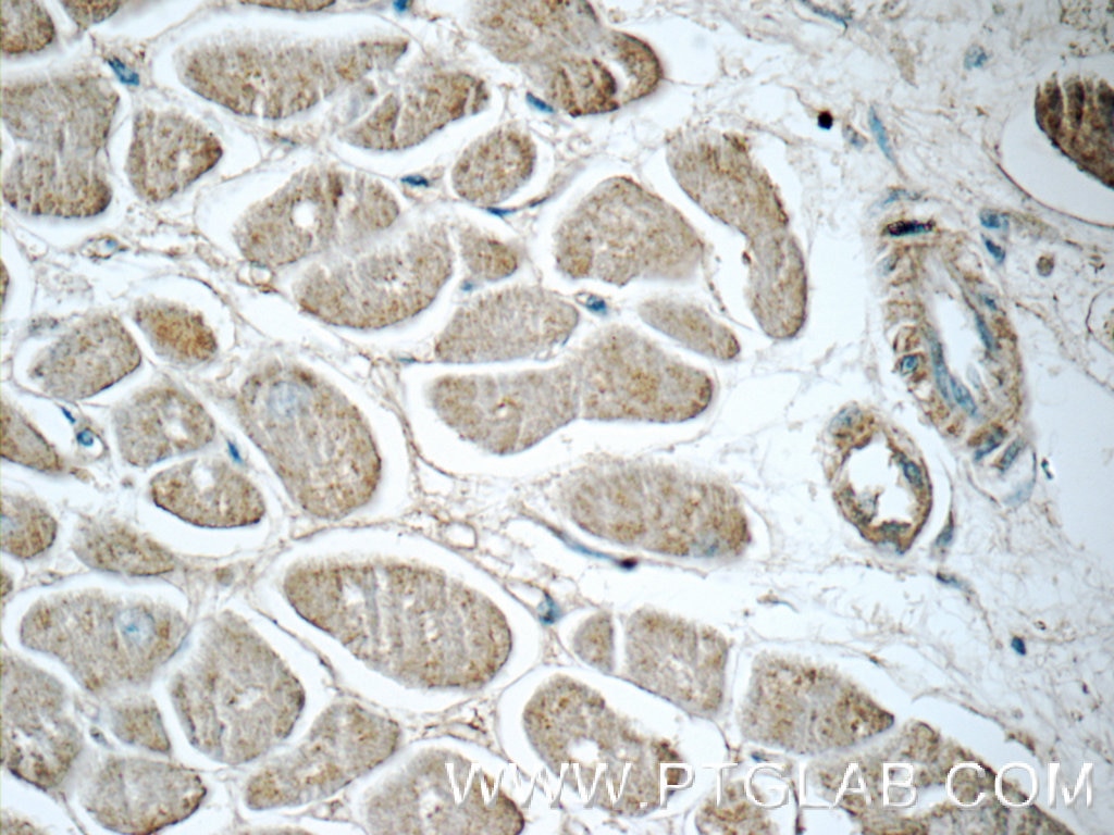 Immunohistochemistry (IHC) staining of human heart tissue using humanin Polyclonal antibody (25886-1-AP)