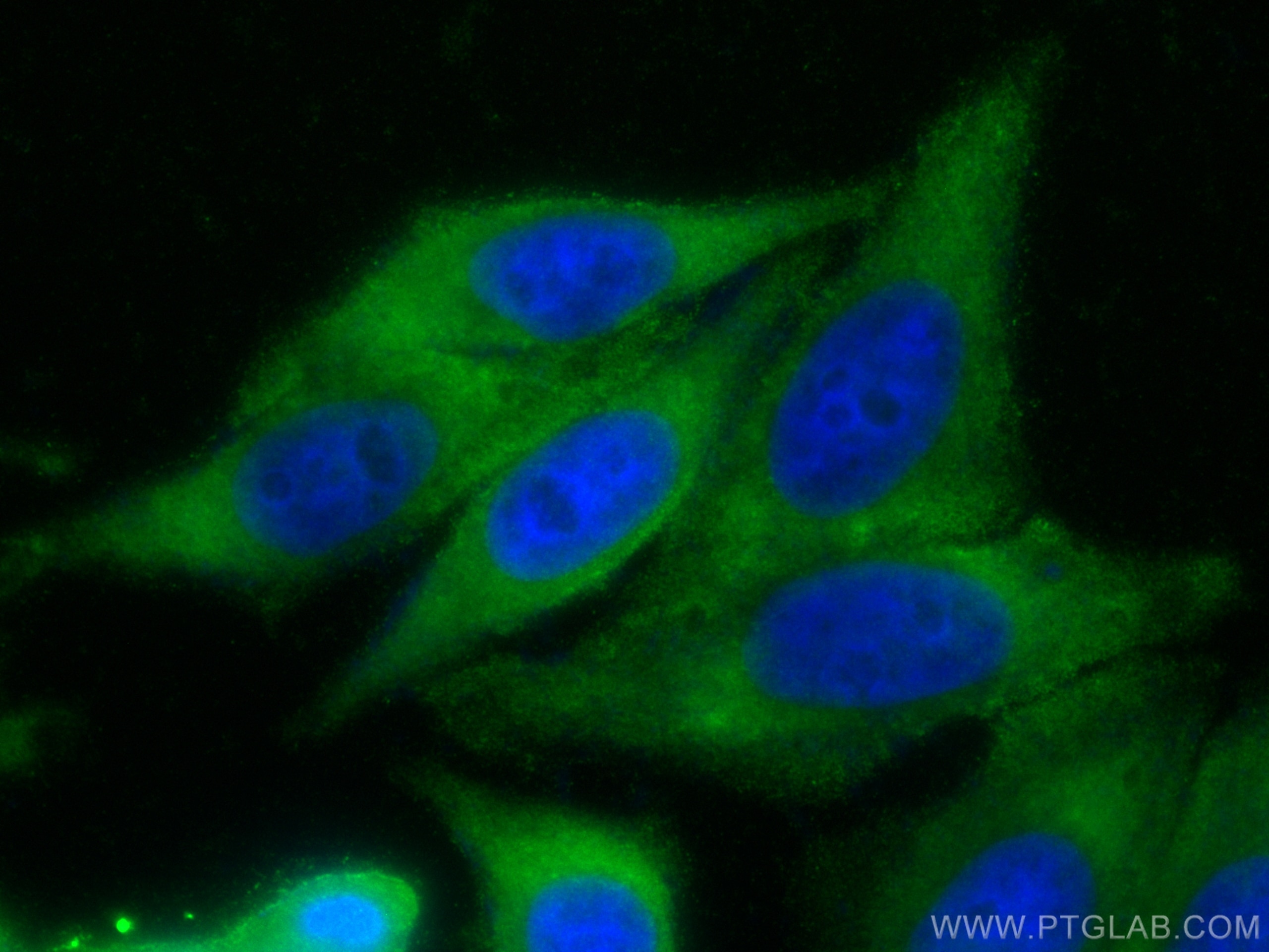 Immunofluorescence (IF) / fluorescent staining of HepG2 cells using CoraLite® Plus 488-conjugated iNOS Recombinant ant (CL488-80517)