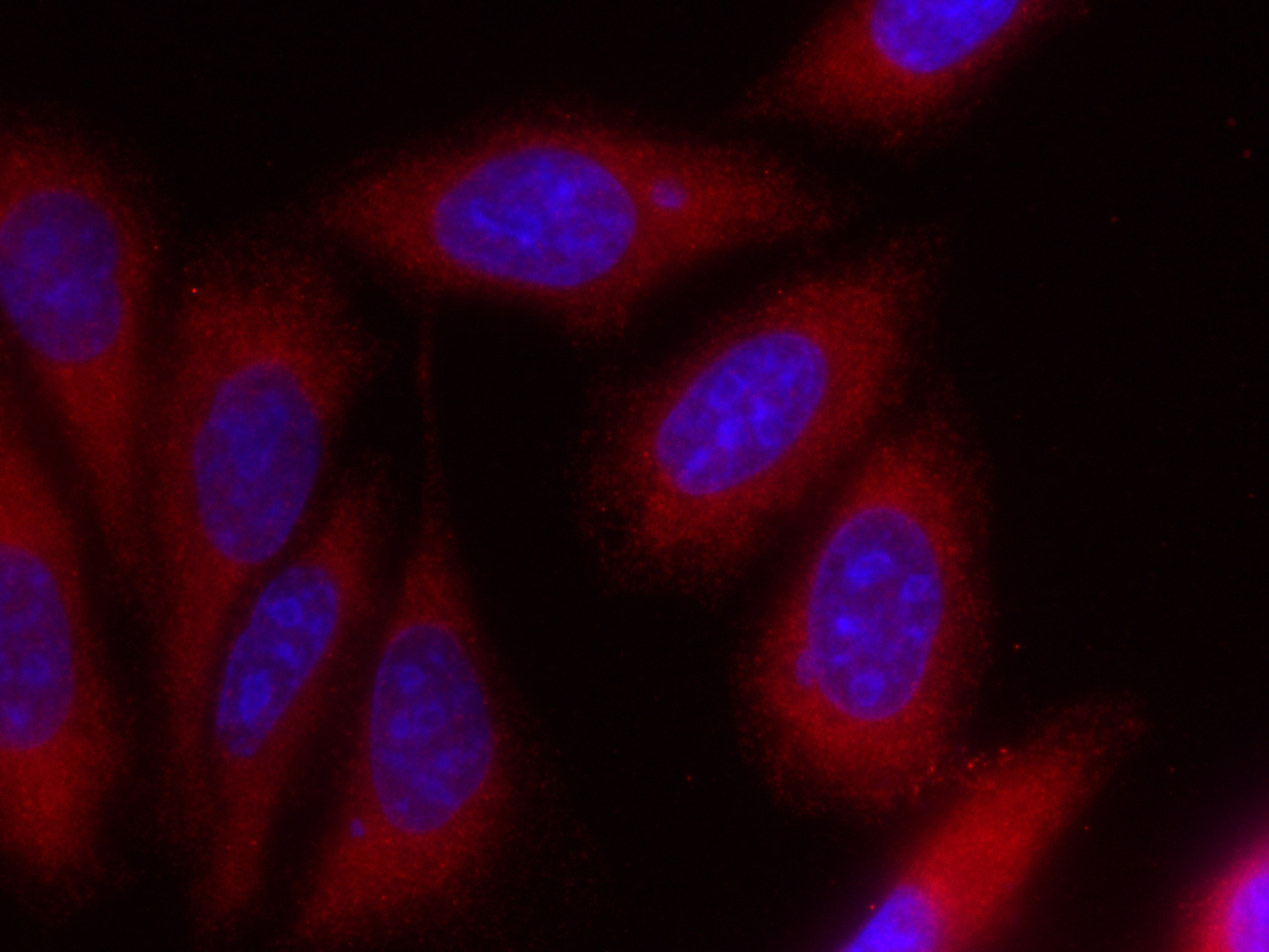 Immunofluorescence (IF) / fluorescent staining of HepG2 cells using CoraLite®594-conjugated iNOS Polyclonal antibody (CL594-18985)