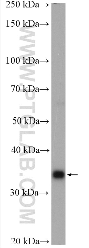 Western Blot (WB) analysis of mouse lung tissue using IL-33 Polyclonal antibody (28035-1-AP)