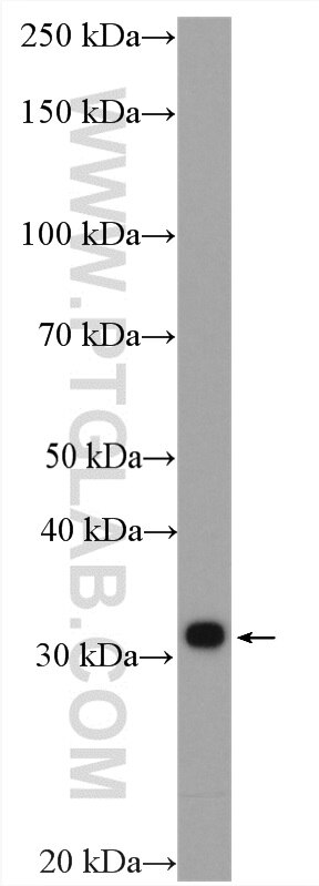 Western Blot (WB) analysis of mouse colon tissue using IL-33 Polyclonal antibody (28035-1-AP)