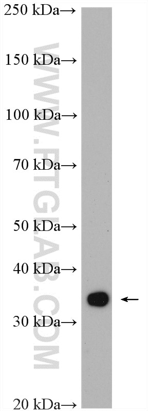 Western Blot (WB) analysis of rat lung tissue using IL-33 Polyclonal antibody (28035-1-AP)