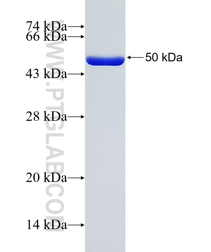 IL-33 fusion protein Ag27846 SDS-PAGE