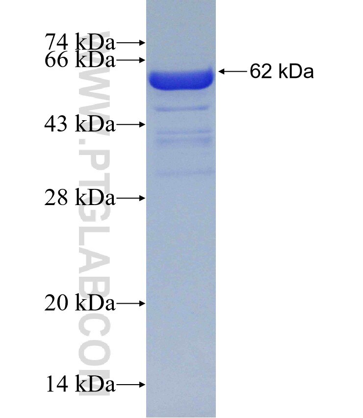 incenp fusion protein Ag30184 SDS-PAGE