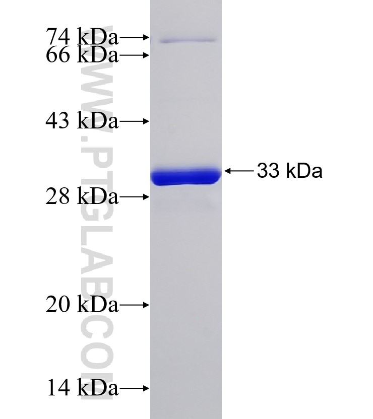 insulin1 fusion protein Ag29988 SDS-PAGE