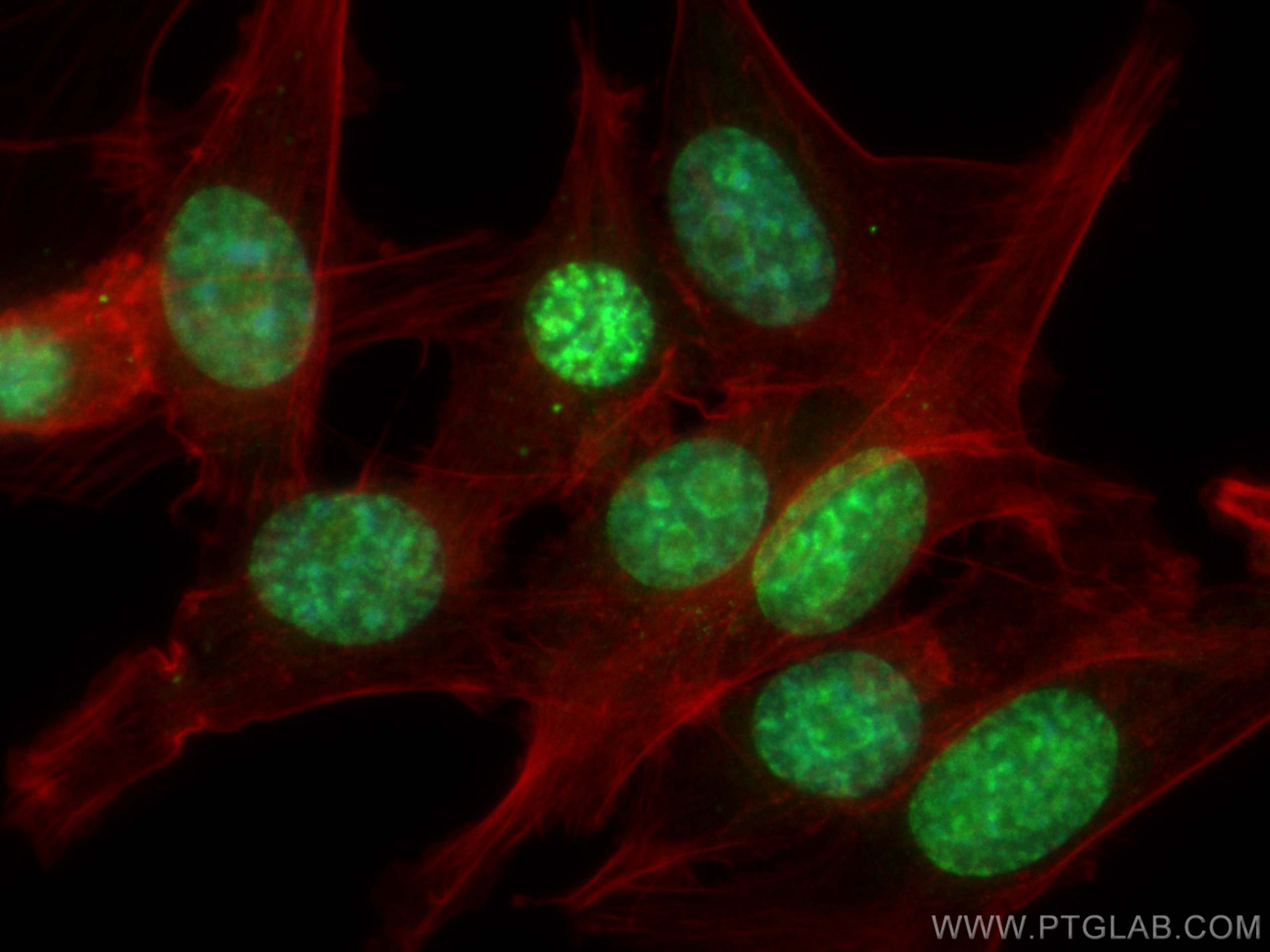 Immunofluorescence (IF) / fluorescent staining of NIH/3T3 cells using ki67 Polyclonal antibody (28074-1-AP)