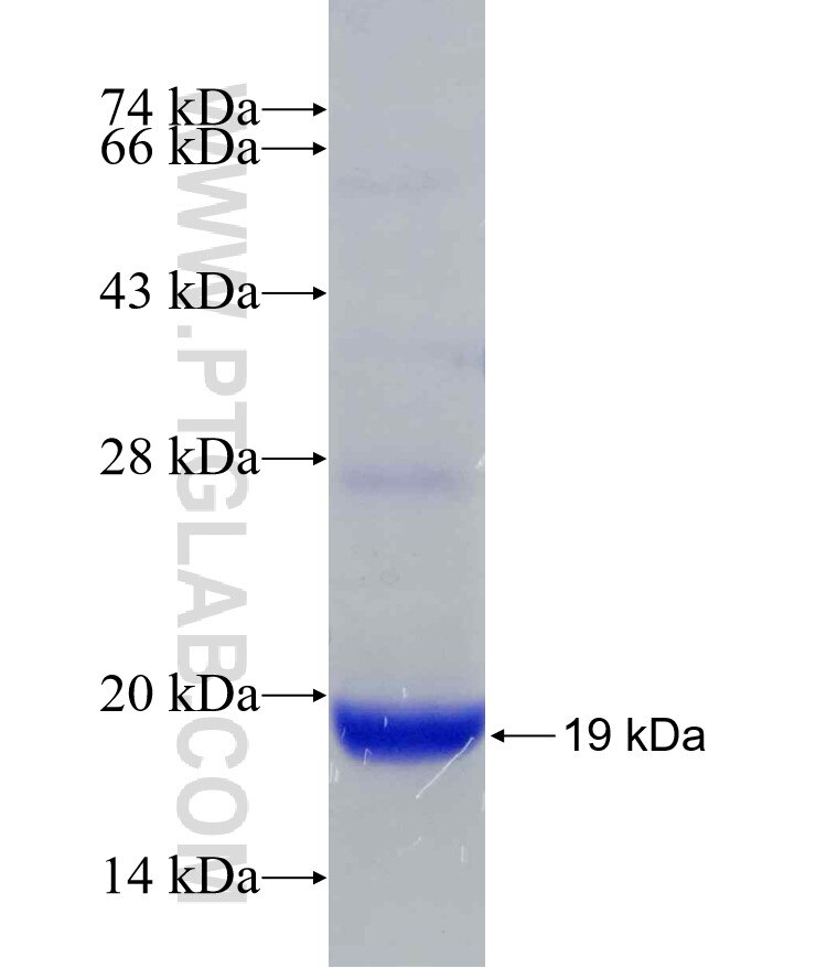 lama3 fusion protein Ag30144 SDS-PAGE
