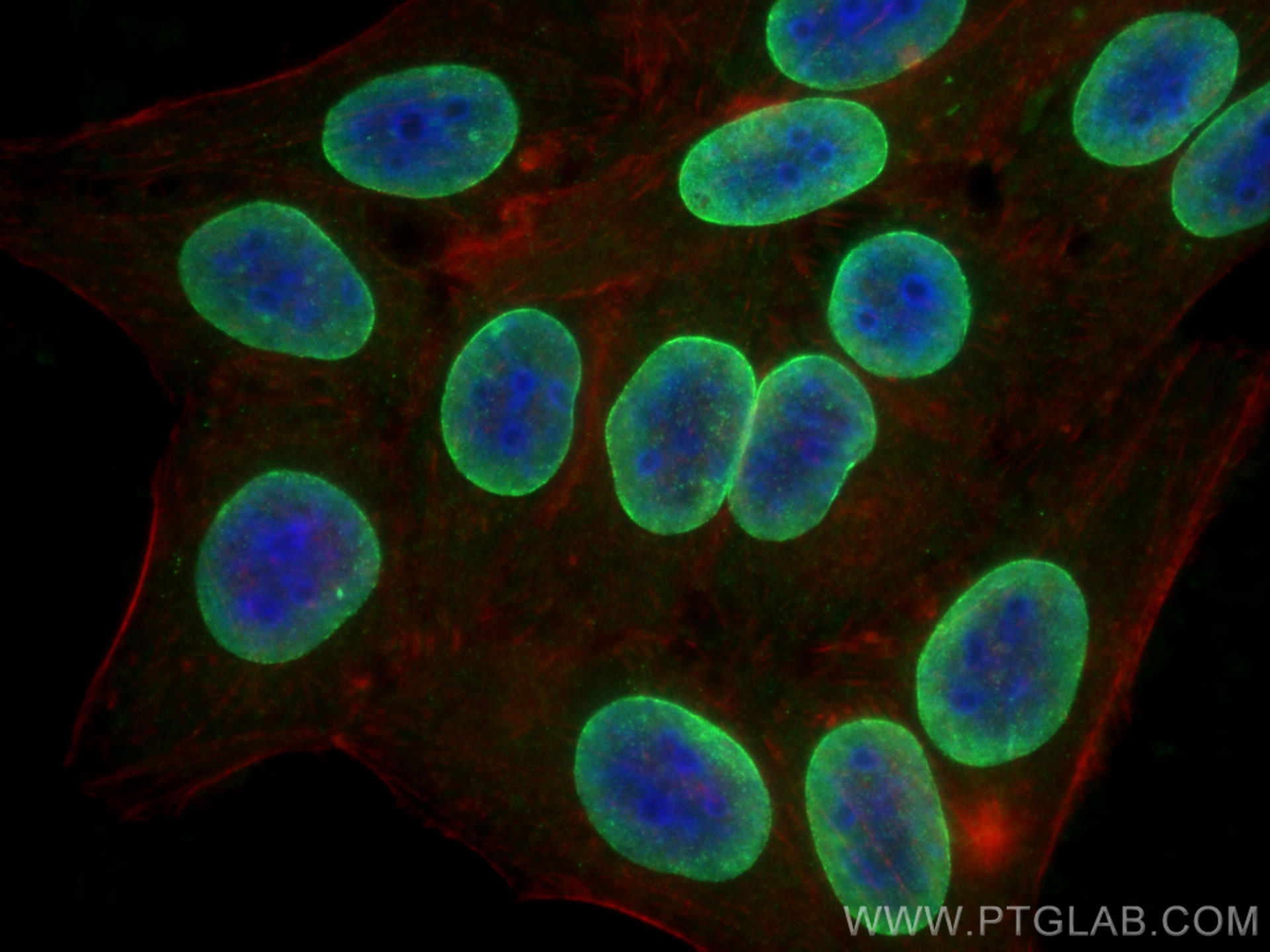 Immunofluorescence (IF) / fluorescent staining of HepG2 cells using Lamin A/C Polyclonal antibody (10298-1-AP)