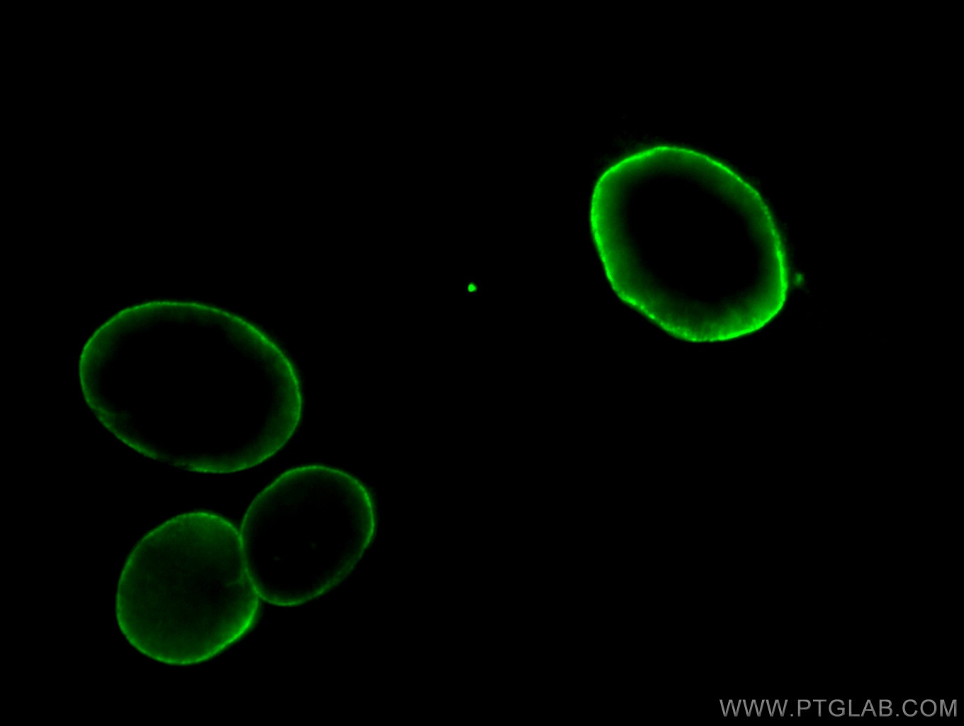 Immunofluorescence (IF) / fluorescent staining of HepG2 cells using Lamin A/C Polyclonal antibody (10298-1-AP)