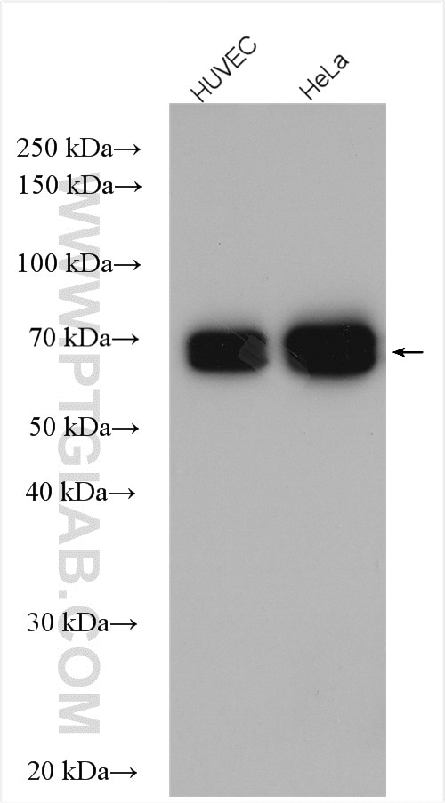 Western Blot (WB) analysis of various lysates using Lamin A/C Polyclonal antibody (10298-1-AP)