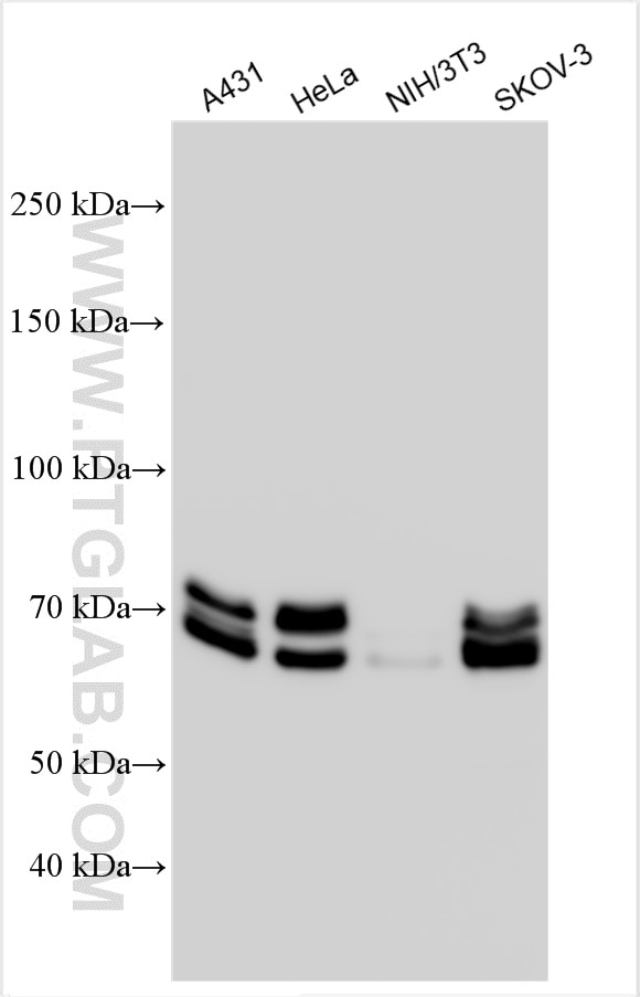Western Blot (WB) analysis of various lysates using Lamin A/C Polyclonal antibody (10298-1-AP)