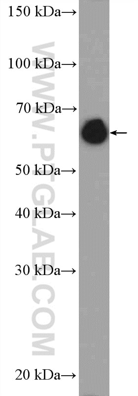 Western Blot (WB) analysis of NIH/3T3 cells using Lamin A/C Polyclonal antibody (10298-1-AP)
