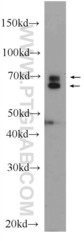 Western Blot (WB) analysis of C6 cells using Lamin A/C Polyclonal antibody (10298-1-AP)