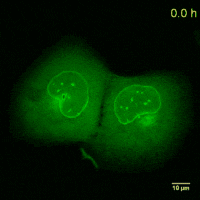 U2OS cell line expressing Lamin-Chromobody fused to the green fluorescent protein TagGFP