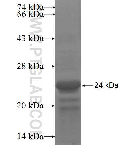 leptin fusion protein Ag14365 SDS-PAGE