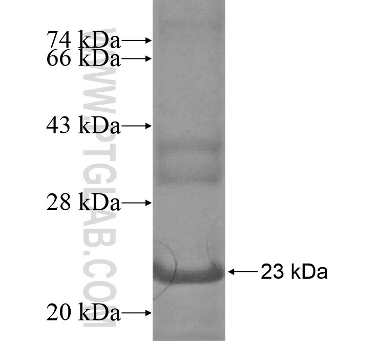 leptin-II fusion protein Ag13732 SDS-PAGE