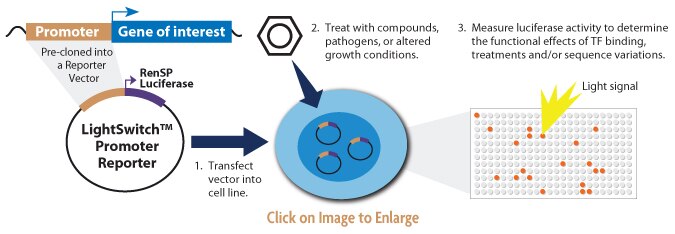 Diagram of the LightSwitch Luciferase Promoter Reporter Assay.