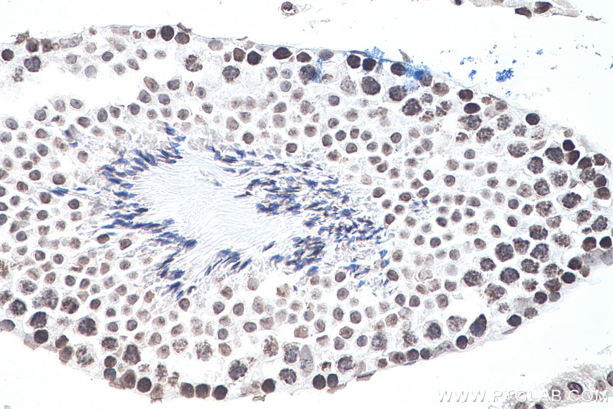 Immunohistochemistry (IHC) staining of mouse testis tissue using chemical compound m6A Monoclonal antibody (68055-1-Ig)