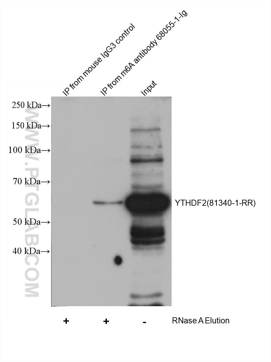 Immunoprecipitation (IP) experiment of HEK-293 cells using chemical compound m6A Monoclonal antibody (68055-1-Ig)
