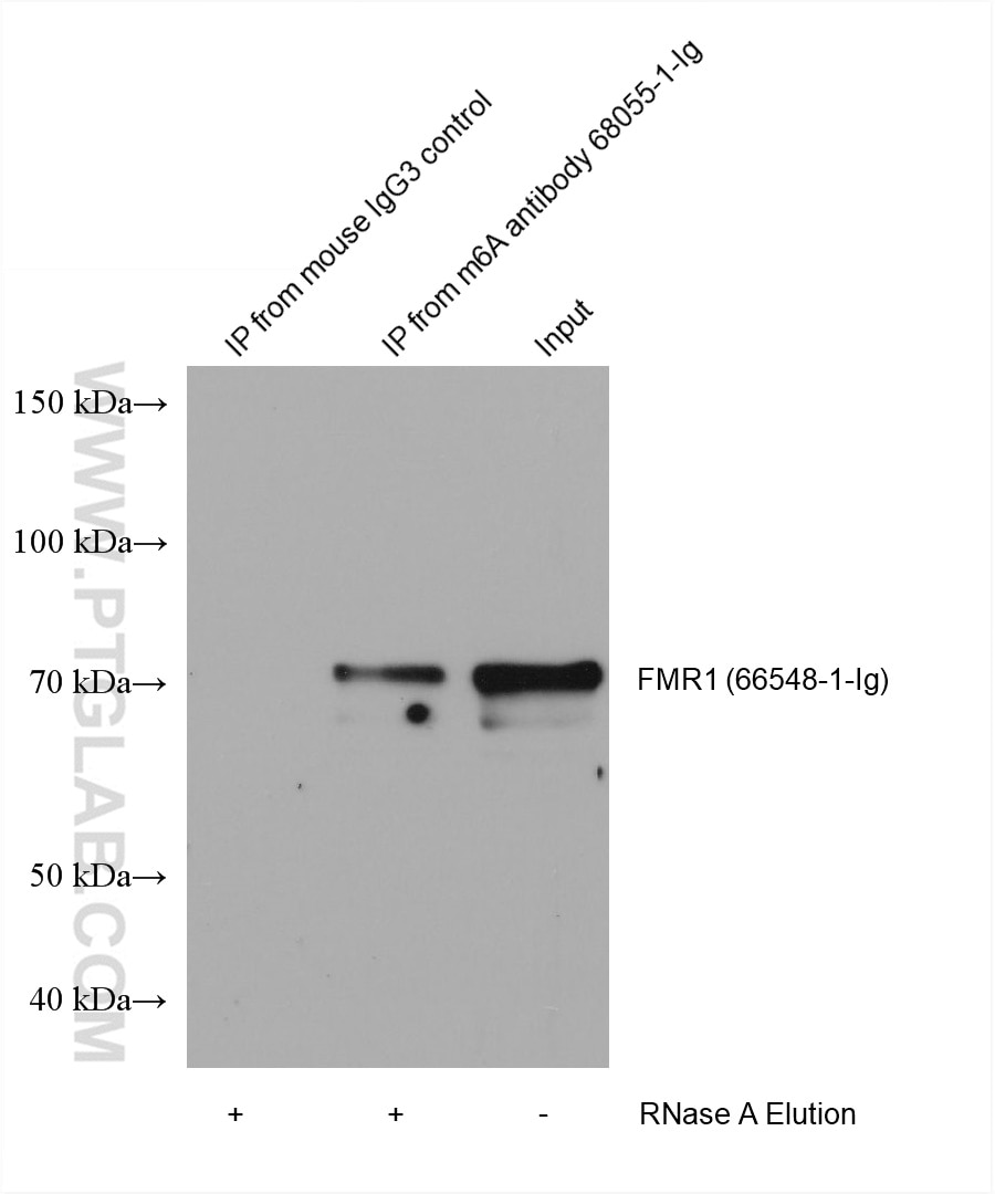 RIP experiment of RNA using m6A Monoclonal antibody (68055-1-Ig)