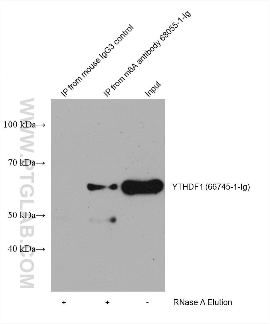 RIP experiment of RNA using chemical compound m6A Monoclonal antibody (68055-1-Ig)