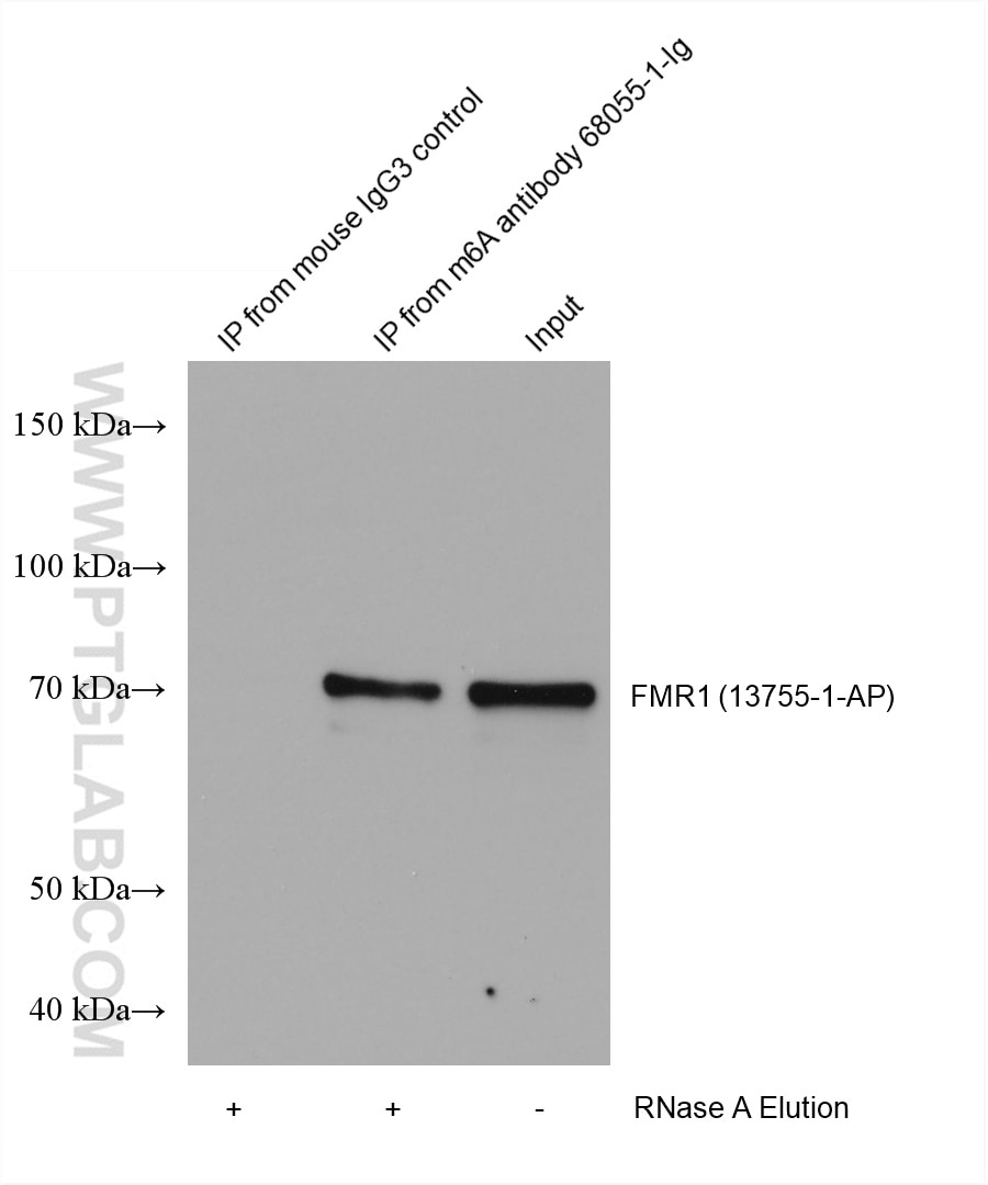 RIP experiment of RNA using m6A Monoclonal antibody (68055-1-Ig)