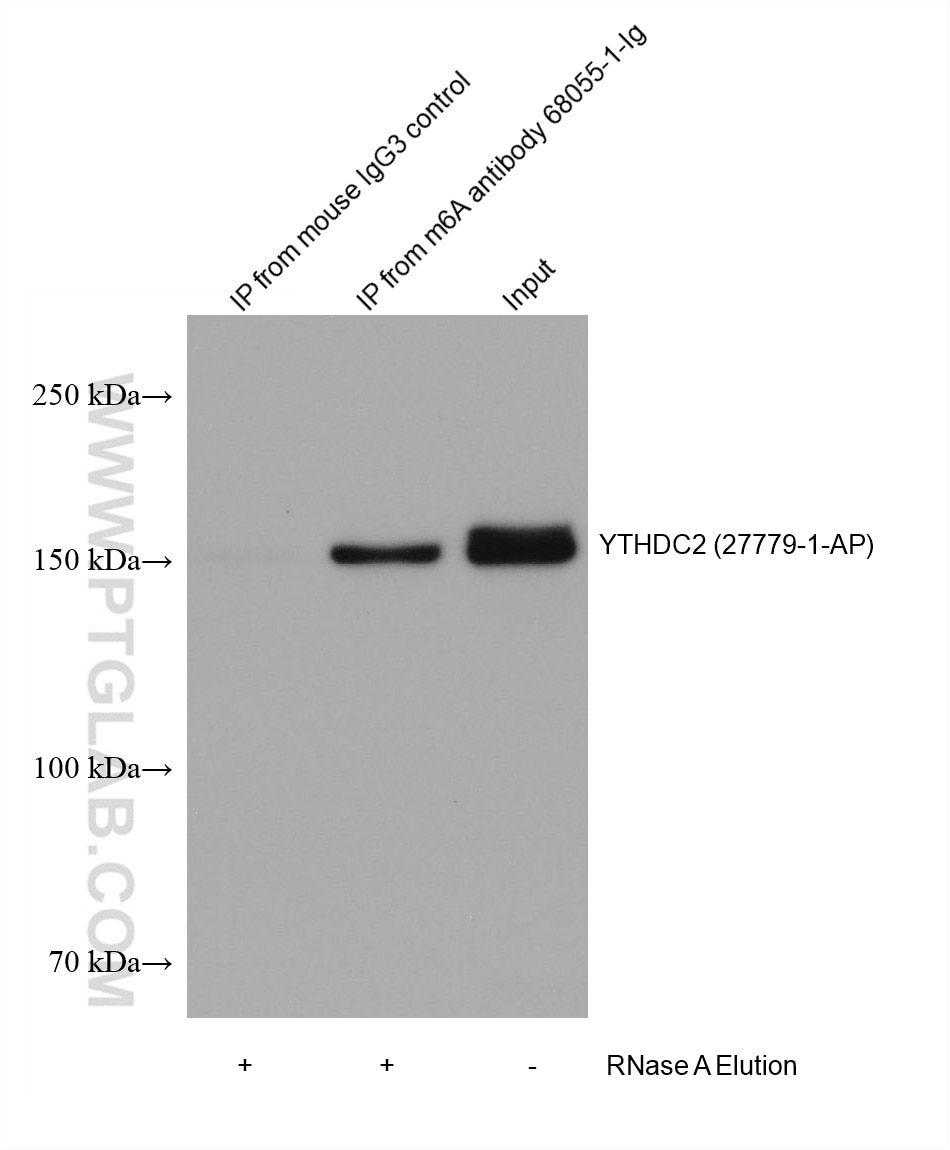 RIP experiment of RNA using m6A Monoclonal antibody (68055-1-Ig)