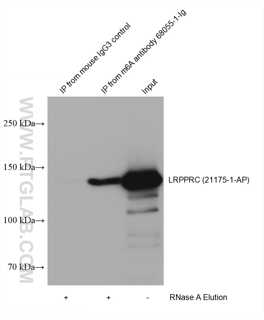 RIP experiment of RNA using 68055-1-Ig