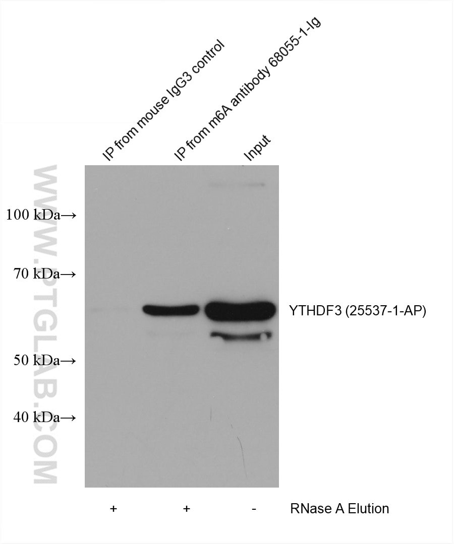 RIP experiment of RNA using m6A Monoclonal antibody (68055-1-Ig)