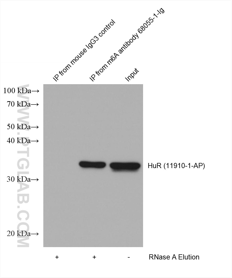 RIP experiment of RNA using m6A Monoclonal antibody (68055-1-Ig)