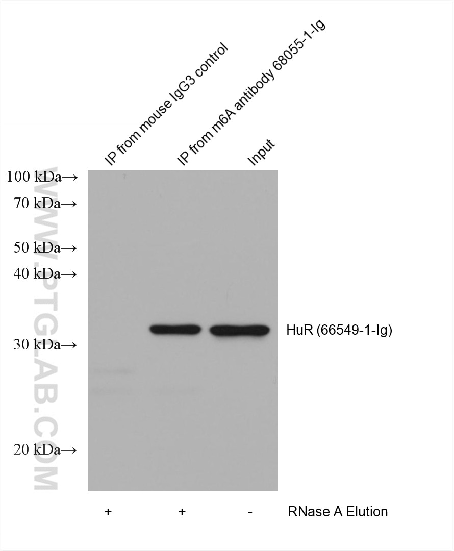 RIP experiment of RNA using m6A Monoclonal antibody (68055-1-Ig)