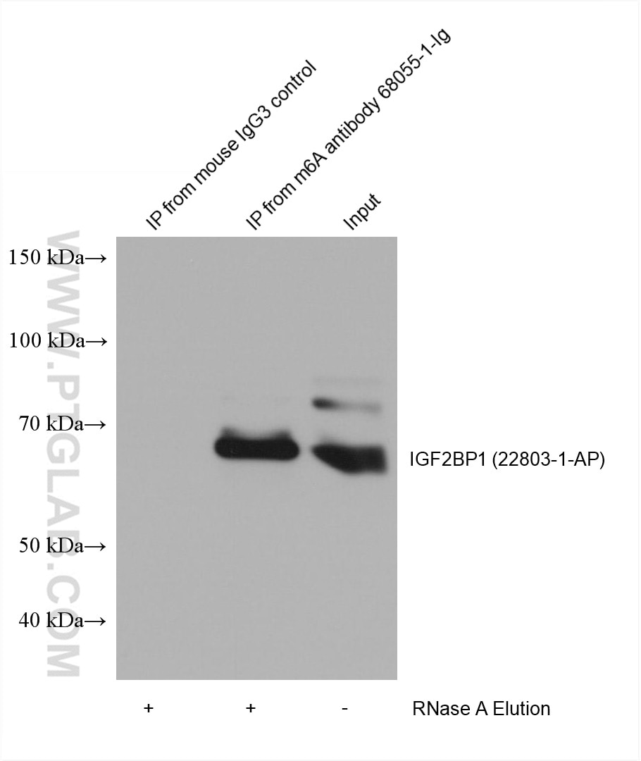 RIP experiment of RNA using chemical compound m6A Monoclonal antibody (68055-1-Ig)