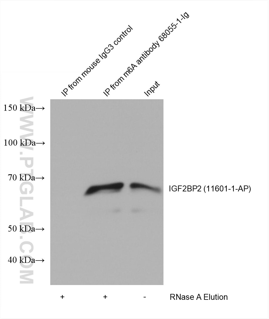 RIP experiment of RNA using chemical compound m6A Monoclonal antibody (68055-1-Ig)