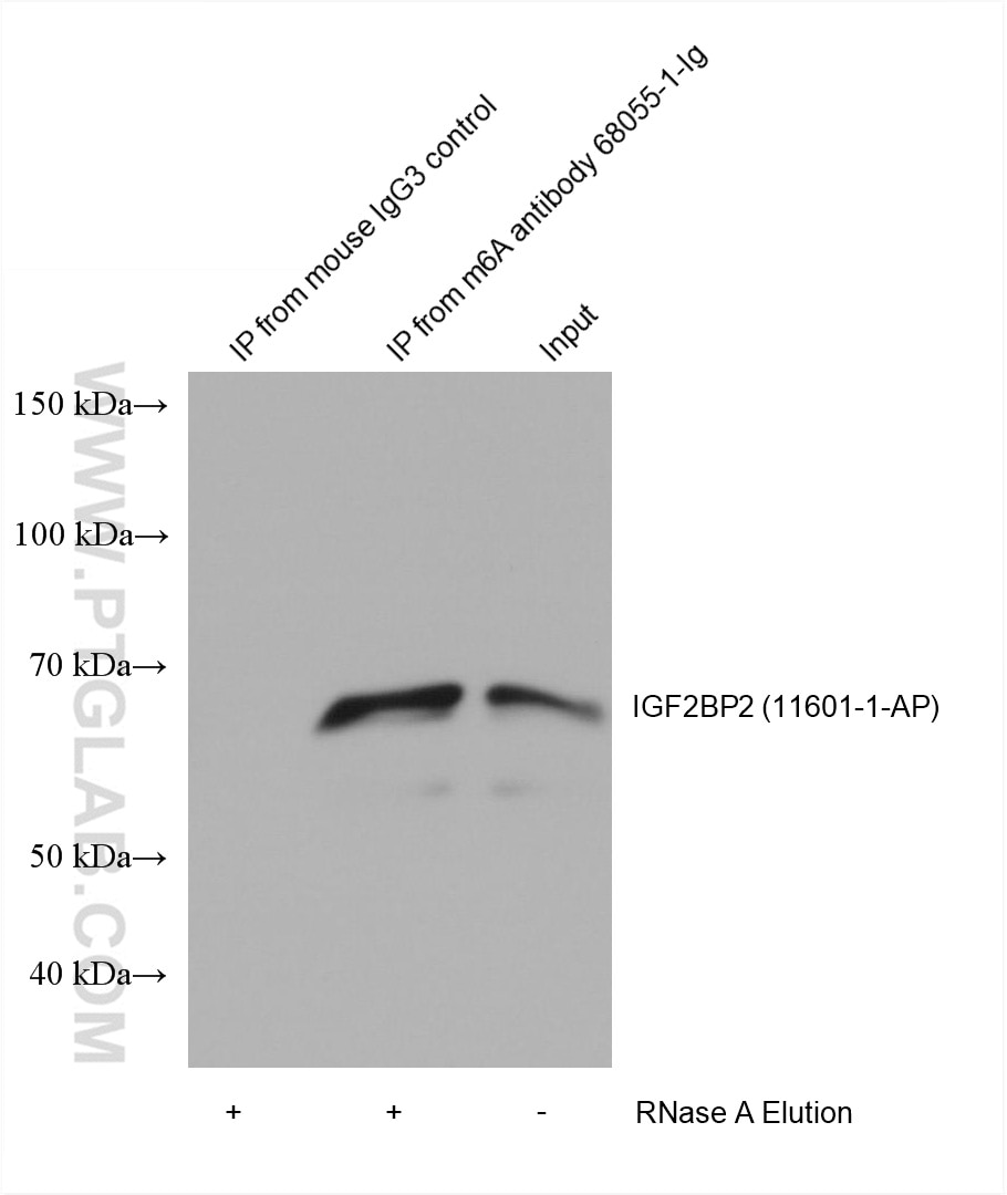 RIP experiment of RNA using 68055-1-Ig