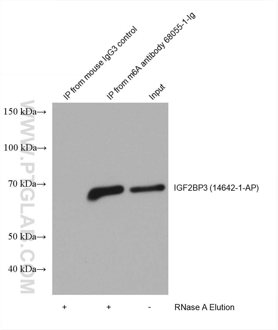 RIP experiment of RNA using chemical compound m6A Monoclonal antibody (68055-1-Ig)