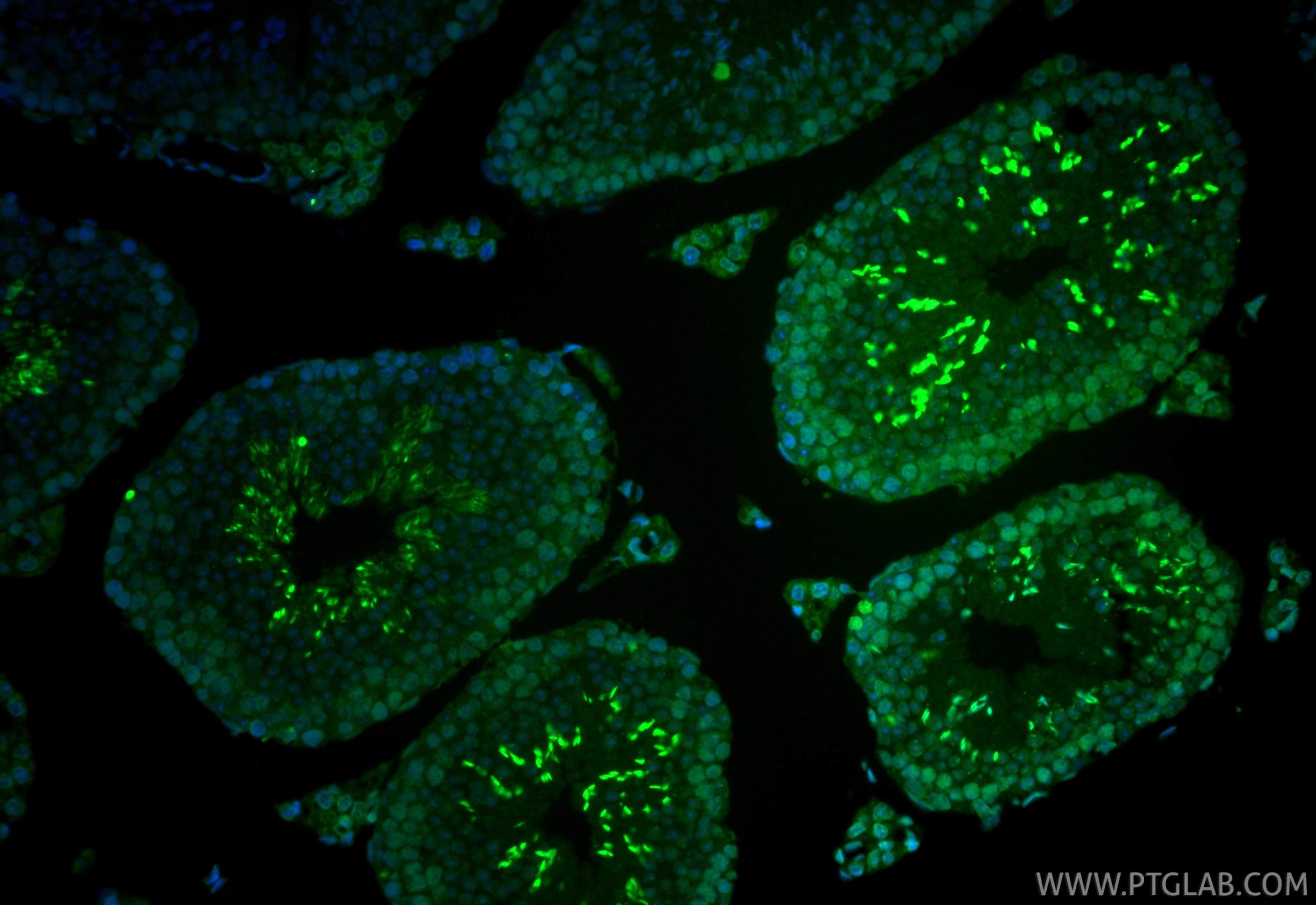 Immunofluorescence (IF) / fluorescent staining of mouse testis tissue using CoraLite® Plus 488-conjugated m6A Monoclonal antib (CL488-68055)