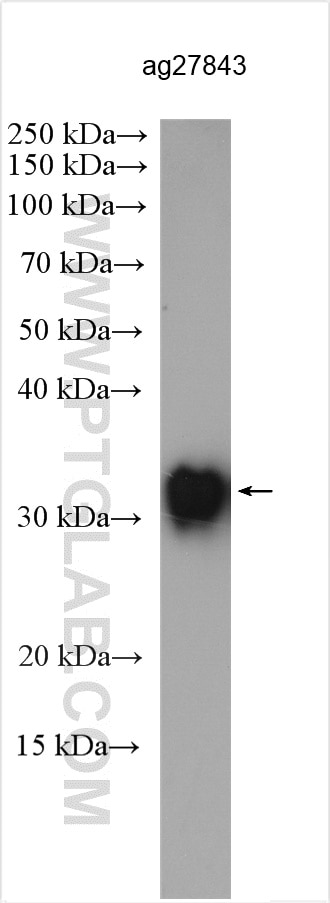 Western Blot (WB) analysis of Recombinant protein using mAID tag Polyclonal antibody (28209-1-AP)
