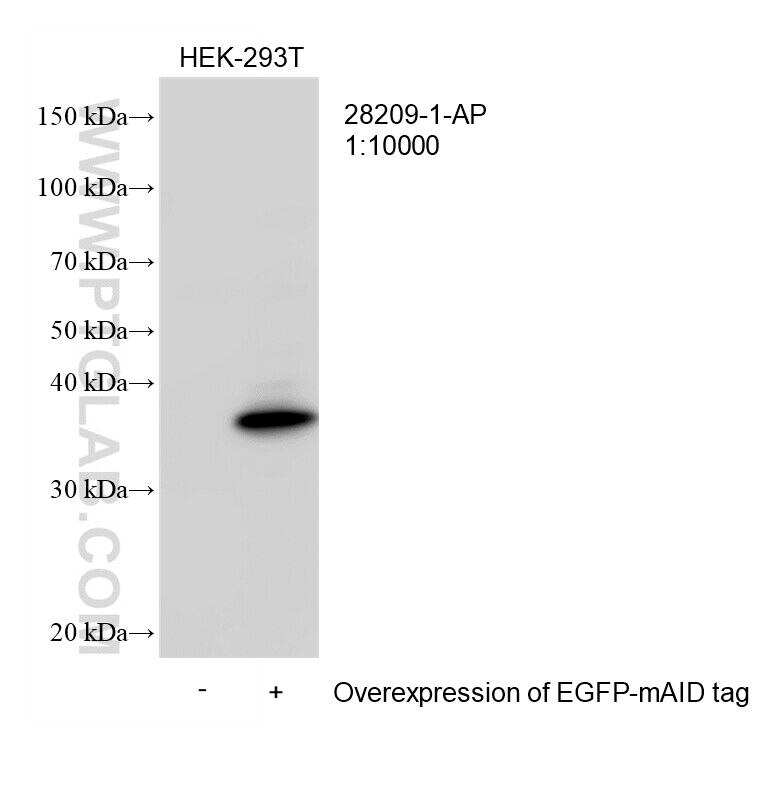 Western Blot (WB) analysis of transfected HEK-293T cells using mAID tag Polyclonal antibody (28209-1-AP)