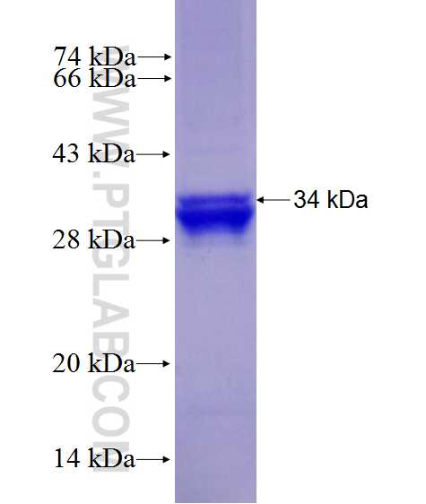 mAID tag fusion protein Ag27843 SDS-PAGE