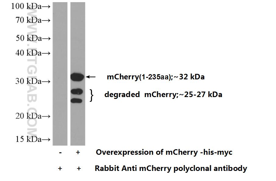 Western Blot (WB) analysis of Transfected HEK-293 cells using mCherry Polyclonal antibody (26765-1-AP)