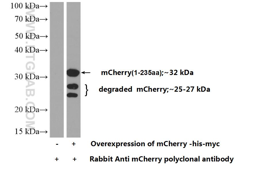 WB analysis of Transfected HEK-293 using 26765-1-AP