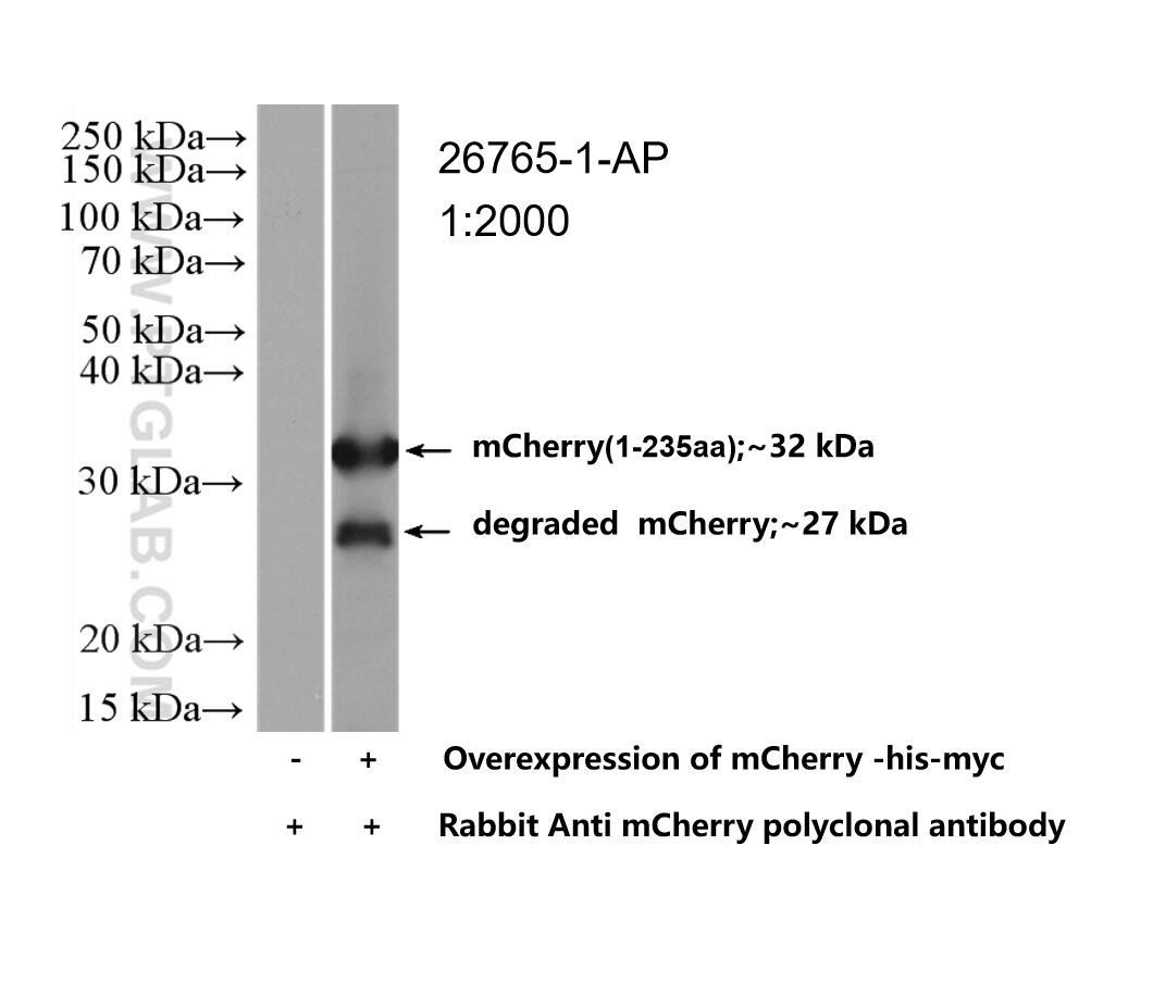 Western Blot (WB) analysis of Transfected HEK-293 cells using mCherry Polyclonal antibody (26765-1-AP)