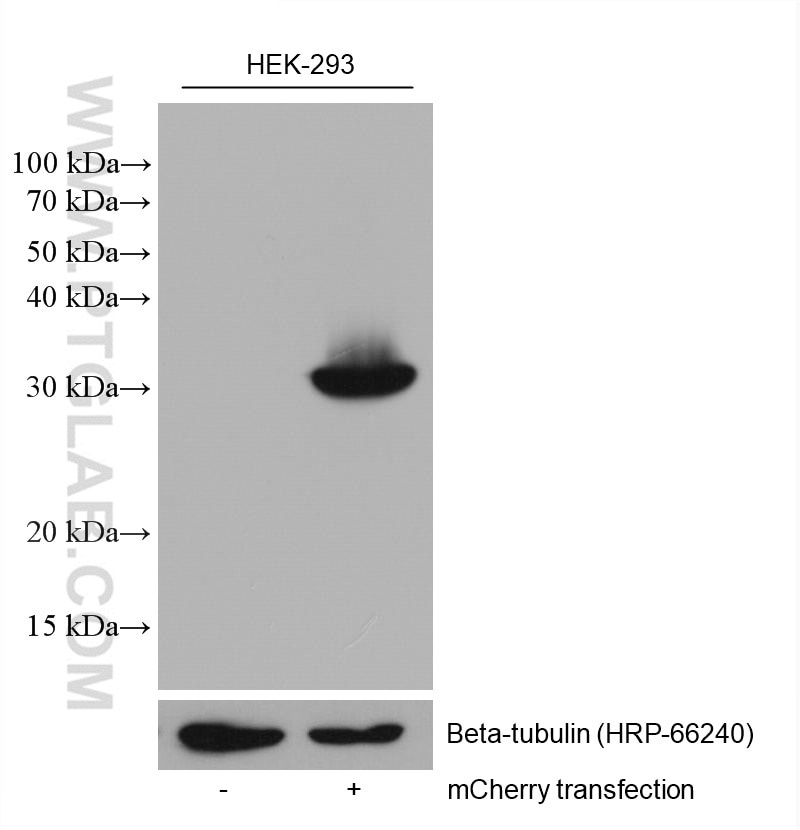 Western Blot (WB) analysis of HEK-293 cells using mCherry Monoclonal antibody (68088-1-Ig)