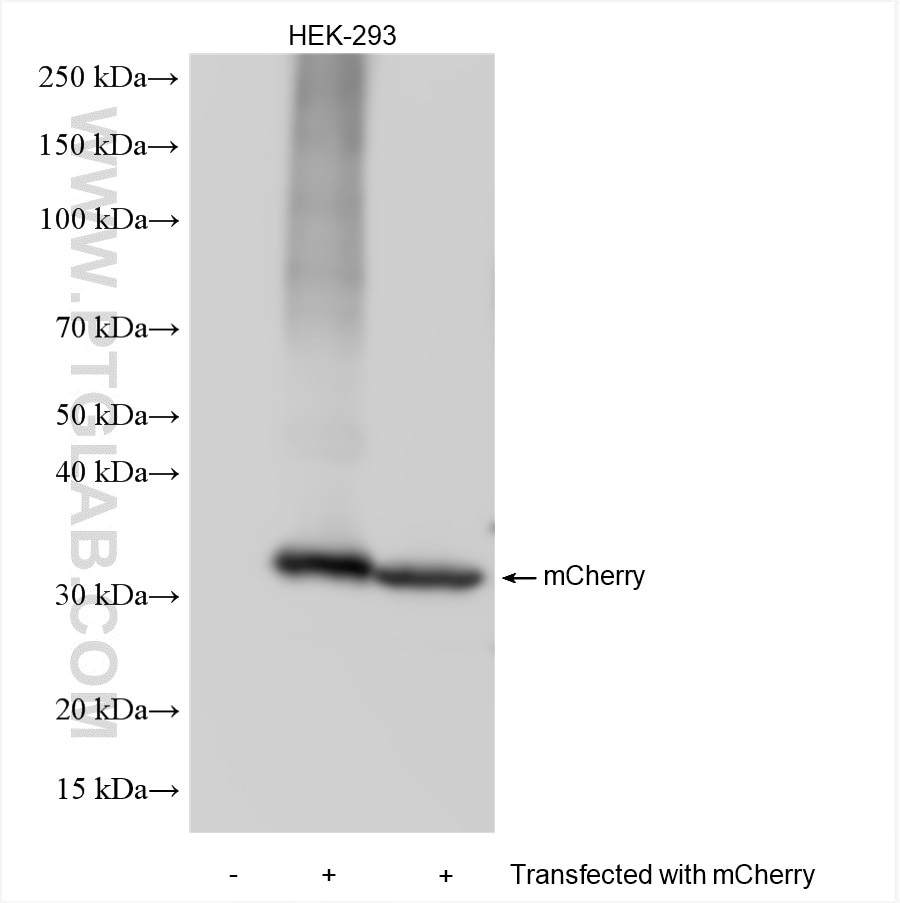 Western Blot (WB) analysis of various lysates using mCherry Recombinant antibody (81202-2-RR)