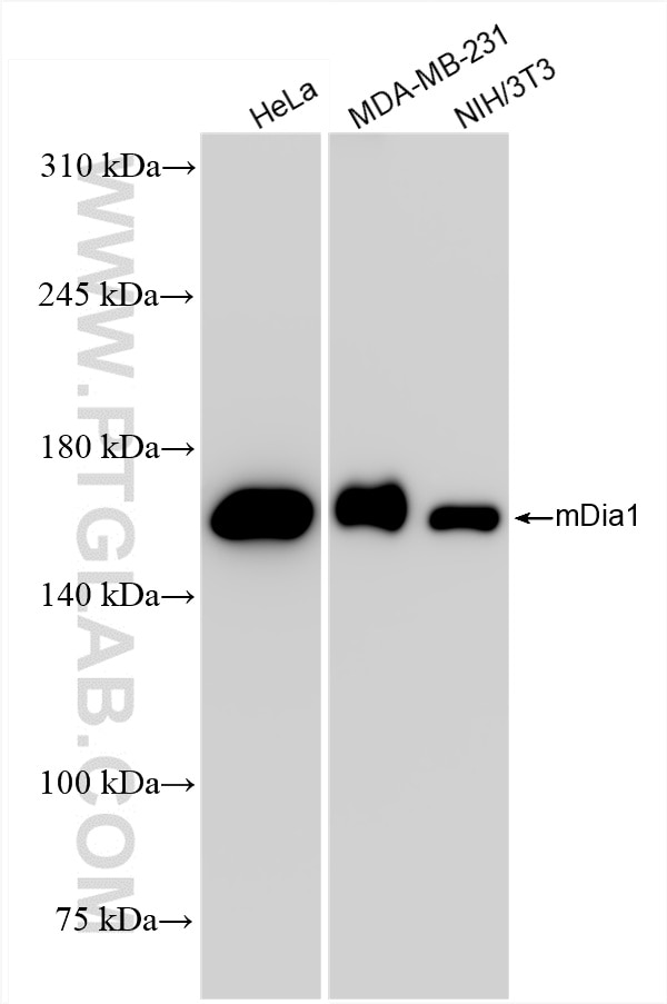 Western Blot (WB) analysis of various lysates using mDia1 Recombinant antibody (85708-2-RR)